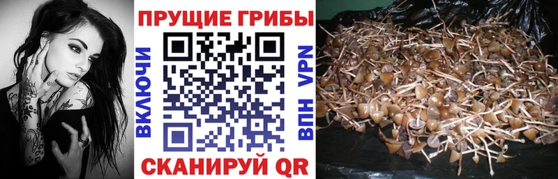 купить наркоту  OMG ссылка  Псилоцибиновые грибы Psilocybine cubensis  Уссурийск 